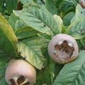 Mespilus germanica fruit P7 (2)